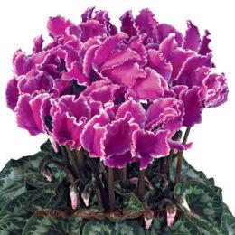  Curly VIOLET LISER 2