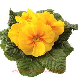  RAMBO MID Yellow Gold 41