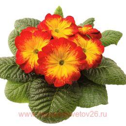  RAMBO MID Red Flame 2