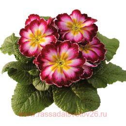  RAMBO MID Purple Flame 3