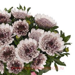  margarita double white 30