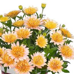  Margarita Double Salmon 44