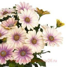  Margarita	Eclipse 22