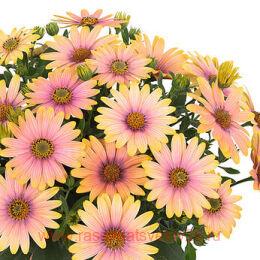  Margarita Golden Flare 38