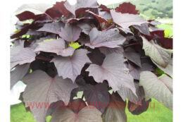  Rusty Marple Leaf 28