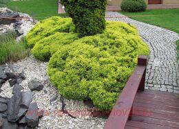 ������������ Lime Glow (�������� ������) 10