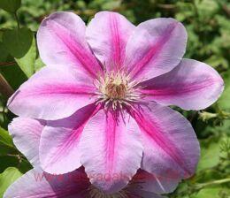 �������� Bees Jubilee 22