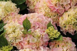   Saxon Sonnenstein 78