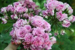 ���������� �-�������� 2