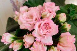 ���������� ���� ����� �������