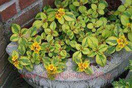  Outback Sunset (  ) 7