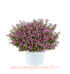 ��������������� STARDOM Pink 4