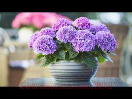 Гортензия крупнолистная Tabletensia Purple (таблетензия) 139