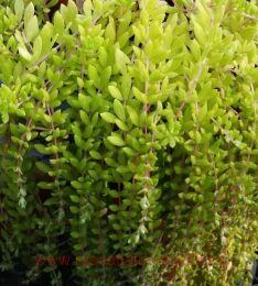   Sarmentosum Bunge 70