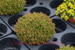  Sedum sexangulare 53