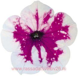 ������� ALPETUNIA PURPLE WHITE SKY 10