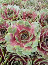  BigSam Rhubarb Splash 50