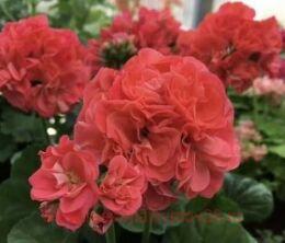 ���������� �� �������� ������