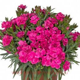  Sprint Specials Peman Fancy 