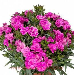  Sprint Specials Peman Violet 86