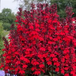   Starship Scarlet Bronze/Blue