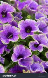  HAPPY MAGIC Blue with Green Edge 114