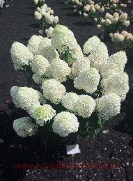   Living Summer Snow ( ) 13