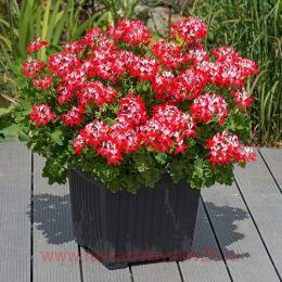   SUMMER TWIST RED-WHITE 16