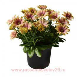  Sunny Compact Harmony 54