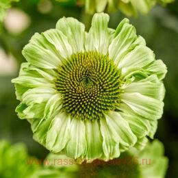 �������� ��������� Echinacea SunSeekers Apple Green 5