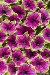 ������� Supertunia� Picasso in Purple 108