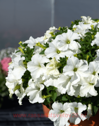  SURFINIA WHITE MORN 64