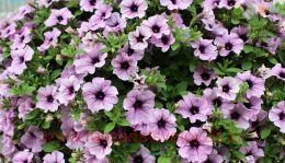  Surfinia Compact Purple Vein 168