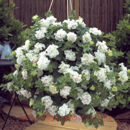 ������� Surfinia Double White 88