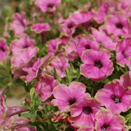  Surfinia Green Edge Purple 105