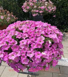  Surfinia Trailing Big Pink 33