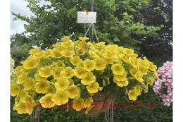  Potunia Canary Yellow 79