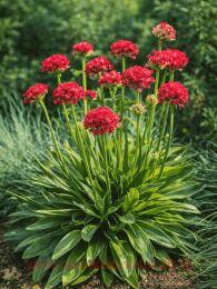 ������� ������������ Ballerina Red 1