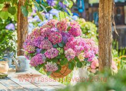 ��������� ������������� Tabletensia Purple (�����������) 139