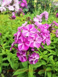 ����� Freckle Purple Shades 31