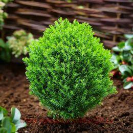 ��� �������� ����� 1