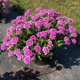   Endurascape	Pink Bicolour