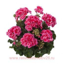 ����������	Dolce Vita Rose Eye 27