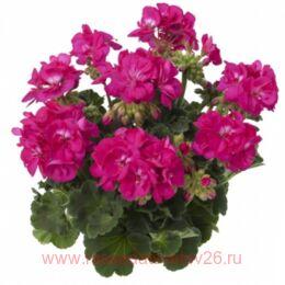 ���������� Toscana Eco	Merlo