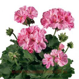 ���������� Flic Flac Violet Nova 119