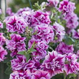  TUMBELINA HELENA 133