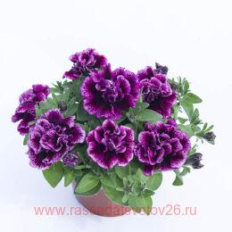  TUMBELINA COMPACT JULIANNA 22