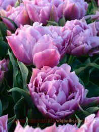  Double Price 12 (2 )