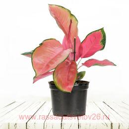 ��������� Aglaonema Red Dragon 3