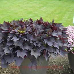  Sweet Caroline Bewitched 15